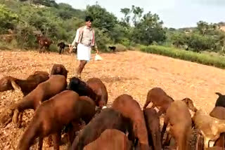 A guest lecturer who has become sheep watcher in Raichur