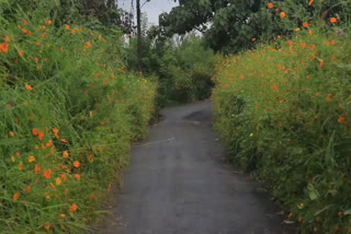 road side flower garden kannur  kannur flower garden news  തളിപ്പറമ്പ് രാജരാജേശ്വര ക്ഷേത്രം  കണ്ണൂര്‍ വാര്‍ത്തകള്‍  വഴിയരികില്‍ പൂന്തോട്ടം