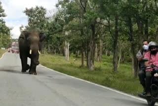 Elephant attacks vehicles on road  destroys boards on road side  ഗുണ്ടൽപ്പേട്ട്  മുദുമല ദേശീയ കടുവ സംരക്ഷണ കേന്ദ്രം  ഊട്ടി  ബൈക്ക്