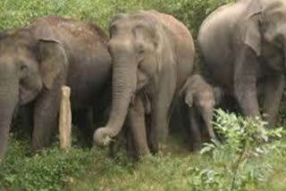 wild-elephants