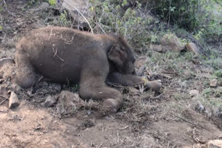elephant calf death in muthumalai sigur area
