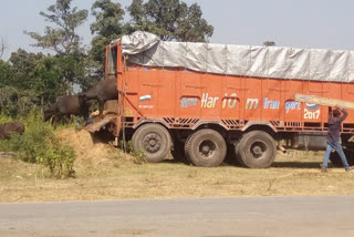 3 cattle smugglers arrested with  55 cattle in ramgarh