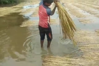 PALGHAR DISTRICT WADA LOSS OF RICE CROP