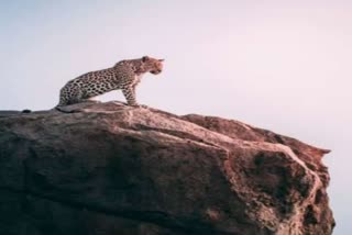 leopard roaming in hills