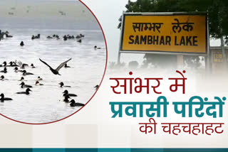 sambar bird tragedy, sambhar lake story, rajasthan news, nagaur news