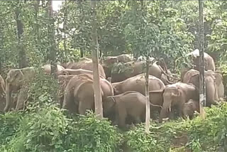 More than 50 elephants in the forest of Surajpur