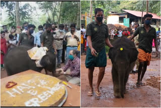 Calf cutting the cake for the birthday  birthday  Kottur eco Tourism  പിറന്നാള്‍ ദിനത്തില്‍ കേക്ക് മുറിച്ച് കുട്ടിയാന  കോട്ടൂര്‍ ആന പരിപാലന കേന്ദ്രം  ശ്രീക്കുട്ടി  കുട്ടിയാന  പിറന്നാള്‍