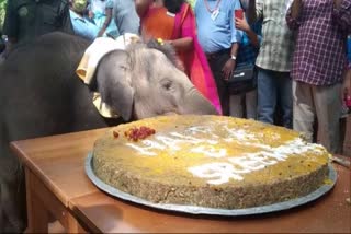 one-year-old elephant calf celebrated her birthday at Kottoor Elephant Rehabilitation Centre, Kerala