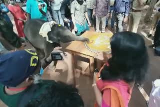 one-year-old elephant calf celebrated her birthday at Kottoor Elephant Rehabilitation Centre, Kerala