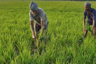 Farmer suffering from urea due to non-operation of freight vehicles