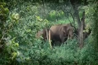 45-elephants-in-dhanpur-area-harming-farmers-crops-in-koriya