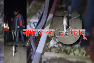 Live Cobra Snake Rescue in Itarsi