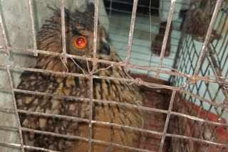 Arrest of those who illegally sell an owl In Chikodi