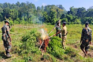 ত্ৰিপুৰাত অবৈধ ভাং খেতি উচ্ছেদ প্ৰশাসনৰ