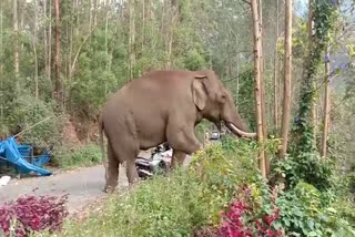 ഇടുക്കി കാട് ഇറങ്ങി പടയപ്പാ ദൃശ്യങ്ങൾ കാണാം wild elephant padayappa mattuppetti