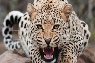 leopard attacked girl in nashik