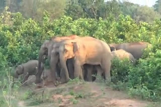 elephants-destroyed-many crops-at-mayurbhanj