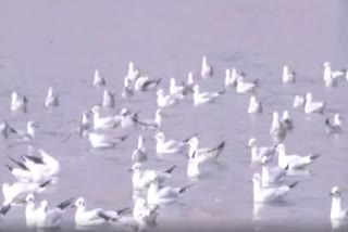 BIRDS-GANGA RIVER