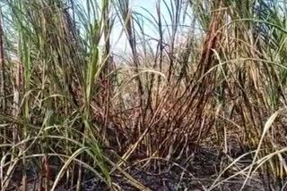 fire breaks out at sugar cane farm