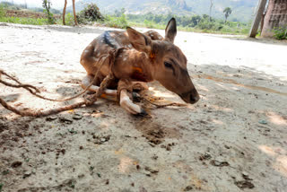 Deer seriously injured