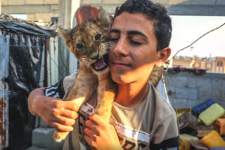 Palestinian brothers raise lion cubs