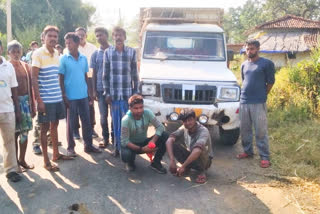 Police arrested 2 cattle smugglers