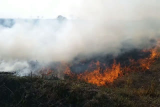 ಅಬ್ಬೇತುಮಕುರ ಗ್ರಾಮದ ಭತ್ತದ ಗದ್ದೆಗಳಲ್ಲಿ ಅಗ್ನಿ ಅವಘಡ