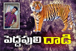 Man killed in tiger attack  In the village of Digada,   Kumar Bhim District