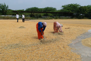 Non-income market yards —farmers ’dilemmas with no minimum facilities