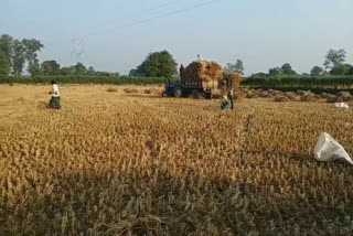 Paddy fell due to standing crop