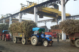 sugarcane Crushing session sonipat sugar mill