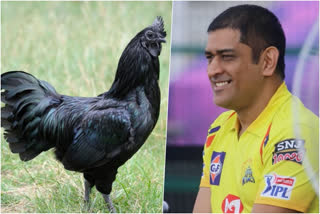 Kadaknath wins over Captain Cool MS Dhoni