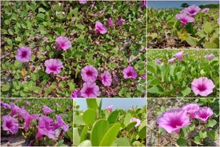 Ipomoea biloba flowers Kozhikode  കോഴിക്കോട് ബീച്ച് കടൽക്കുറിഞ്ഞികൾ  ഐപ്പോമിയ ബലോമിയ കോഴിക്കോട് ബീച്ച്  പാവങ്ങളുടെ നീലക്കുറിഞ്ഞി കോഴിക്കോട് ബീച്ച്  വയലറ്റ് വസന്തം കടൽക്കുറിഞ്ഞികൾ  Ipomoea biloba flowers Kozhikode  Kozhikode beach Ipomoea pes-caprae