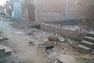 stray animals in lucknow