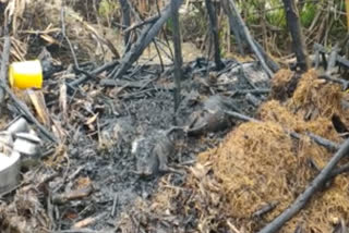 three goats died on hut fire accident at shankaranagaram