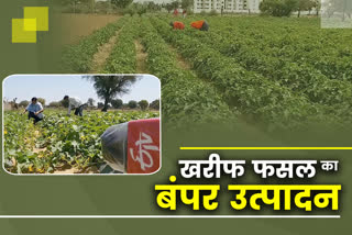 Kharif crop production in Rajasthan,  Jaipur News