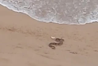 python at yarada beach