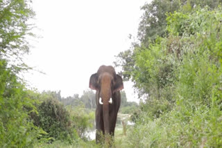 Sunder(elephant) at Bannerghatta Biological Park