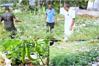 green chilly cultivation  കോട്ടയം  കോട്ടയം വാർത്തകൾ  മുളക് കൃഷി  പച്ചമുളക്