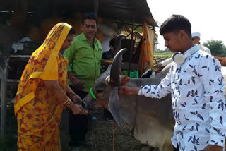 Celebrate 'Vasubaras' by worshiping cow and cal