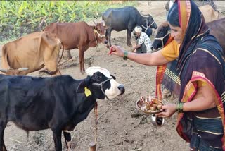 diwali begins with the worship of cows and calves in nanded