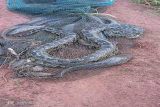 A 10-foot python entangled with fishermen