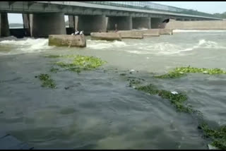 Frothing in Yamuna