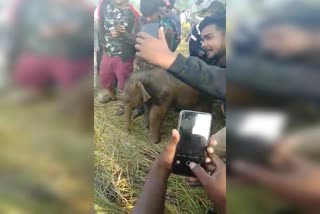 villagers saved a elephant child in ramgarh