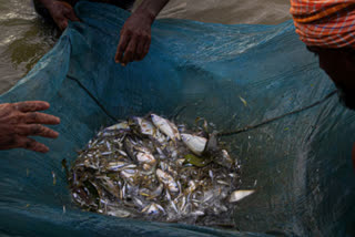 China suspends fish imports