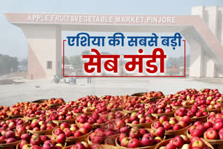 Asia largest apple market pinjore Panchkula