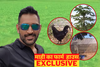 Dhoni cultivates farm house in Ranchi