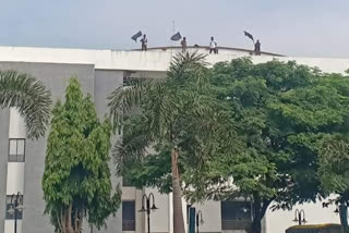 Employees hoisted black flags on the municipal building, Baramati