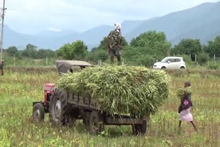 sesame harvest  tamilnadu idukki border  എള്ള് വിളവെടുപ്പ്  തമിഴ്നാട് ഇടുക്കി അതിർത്തിഗ്രാമം  കൊവിഡ്  covid