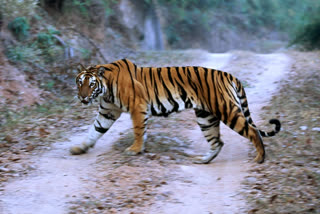 tiger Wandering in mahaboobnagar district